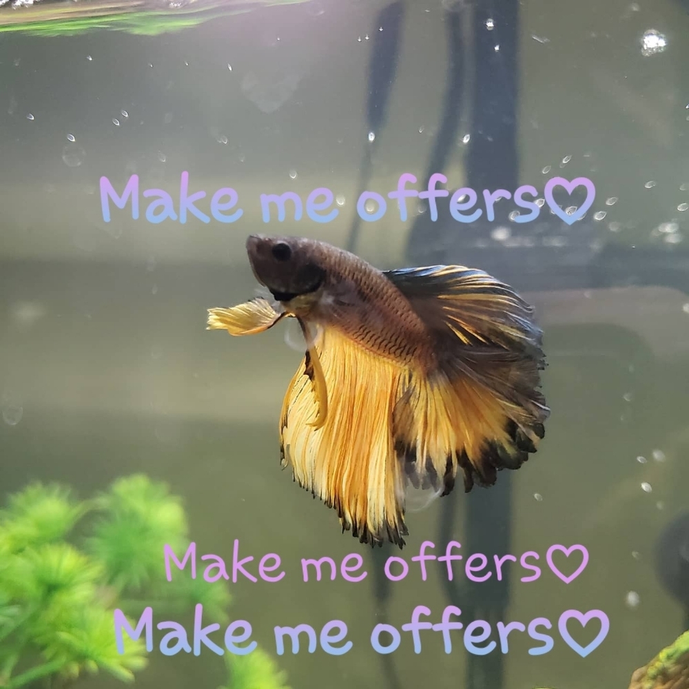 Make me offers ♡